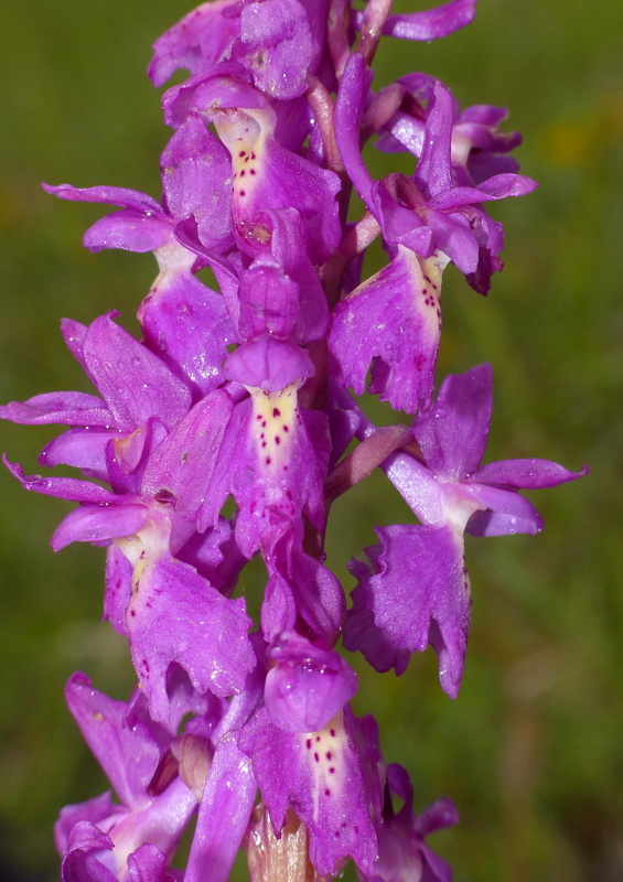 Il lago di Campotosto, orchidee, maltempo eschiarite! maggio/giugno 2023.